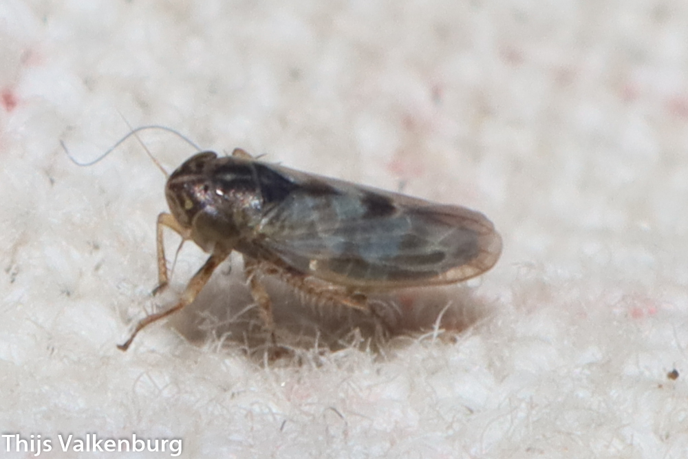 Macrosteles potorius