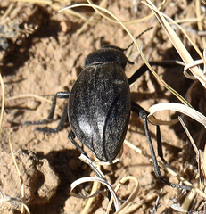 Stenomorpha convexicollis