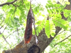 Albizia occidentalis
