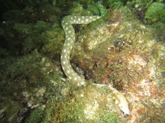 Myrichthys breviceps