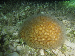 Dichocoenia stokesii