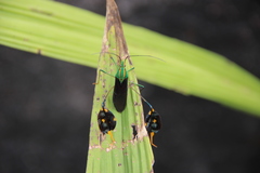 Diactor bilineatus