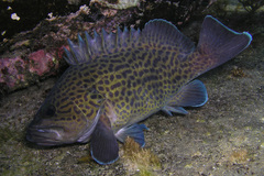 Acanthistius ocellatus