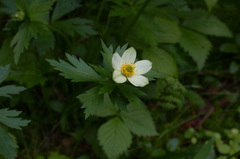 Trollius laxus laxus