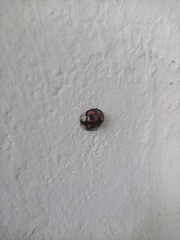 Aiolocaria hexaspilota