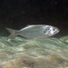 Bluefish - Photo (c) Sascha Schulz, some rights reserved (CC BY-NC), uploaded by Sascha Schulz