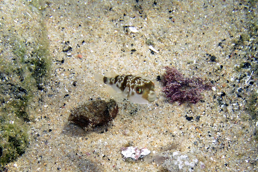 Halstead's Toadfish