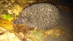 Erinaceus roumanicus