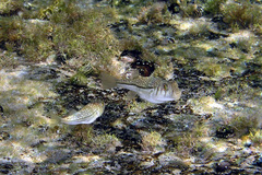 Torquigener pleurogramma