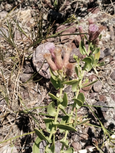 Karelinia caspia, photograph 2