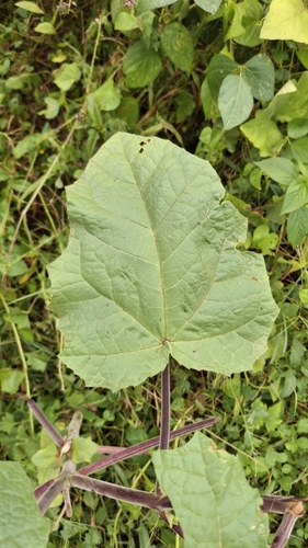 Cat's Claw (Martynia annua)