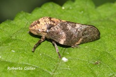 Cephisus siccifolius