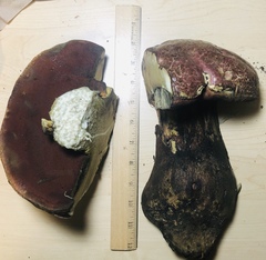 Rubroboletus pulcherrimus