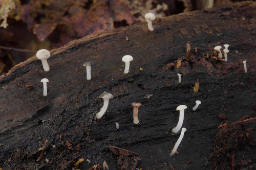 Cudoniella acicularis