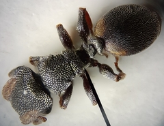 Cephalotes texanus