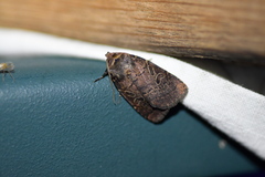 Orthodes cynica