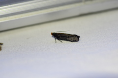 Dichomeris purpureofusca