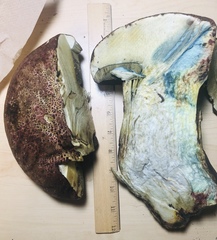 Rubroboletus pulcherrimus