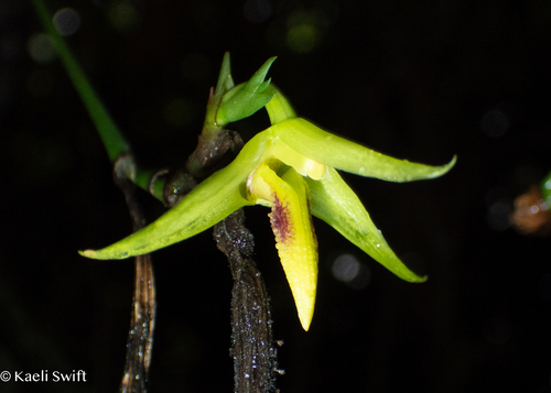 Guamense Orchid