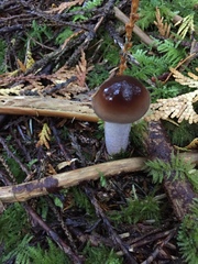Cortinarius seidliae