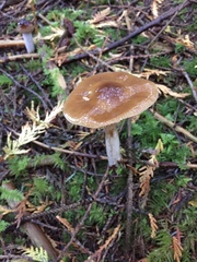Cortinarius seidliae
