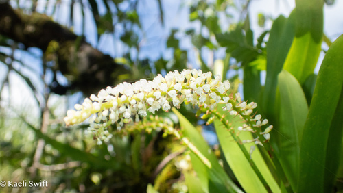 Phreatia micrantha observed 2025-08-03