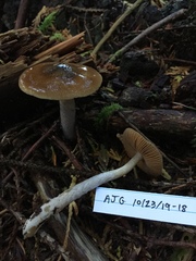 Cortinarius seidliae
