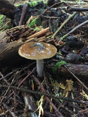 Cortinarius seidliae