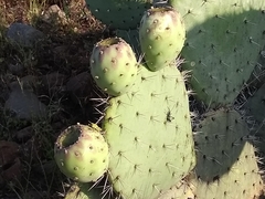 Opuntia joconostle
