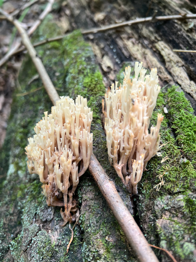 crown-tipped coral fungus