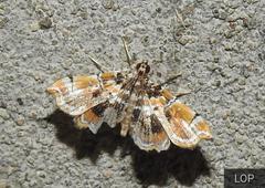 Ambia