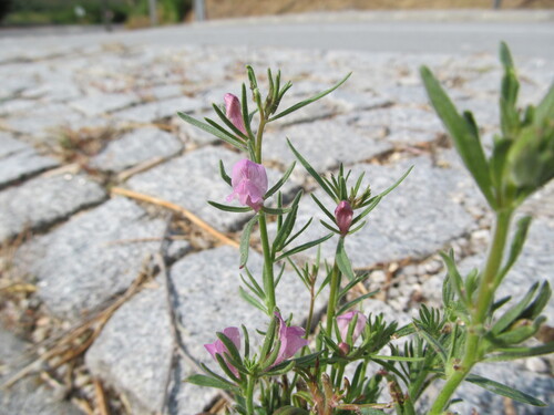Misopates orontium iNat (3)