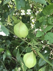 Cardiospermum corindum