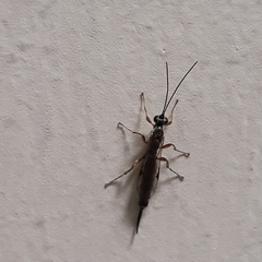 Clistopyga incitator