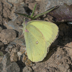 Colias philodice eriphyle