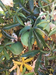 Passiflora