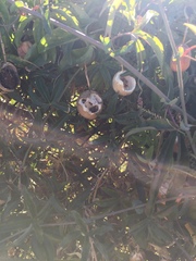 Passiflora