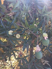 Passiflora
