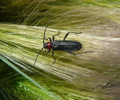 Pronocera collaris collaris