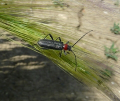 Pronocera collaris collaris