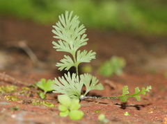 Hymenophyllum demissum