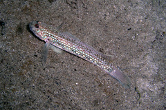 Istigobius hoesei