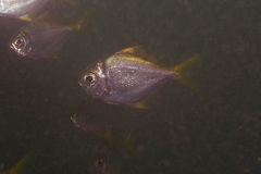 Schuettea scalaripinnis