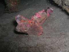 Aploactisoma milesii