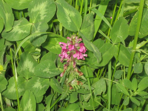 Whorled lousewort (Pedicularis verticillata)