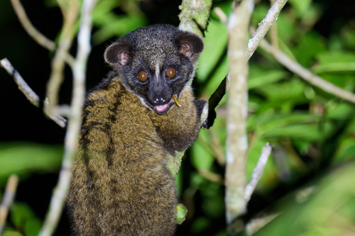 Arctogalidia trivirgata (Gray, 1832)