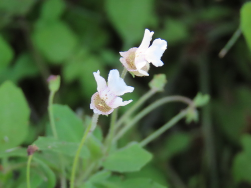 Vlei Koenana (Diclis petiolaris)