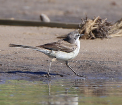 Motacilla capensis simplicissima