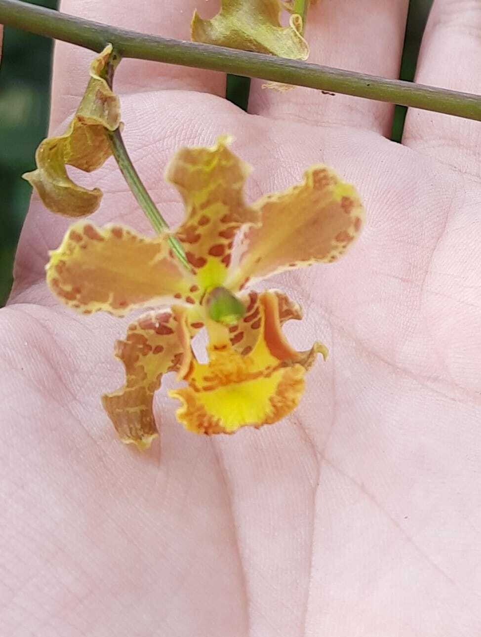 Cyrtopodium holstii