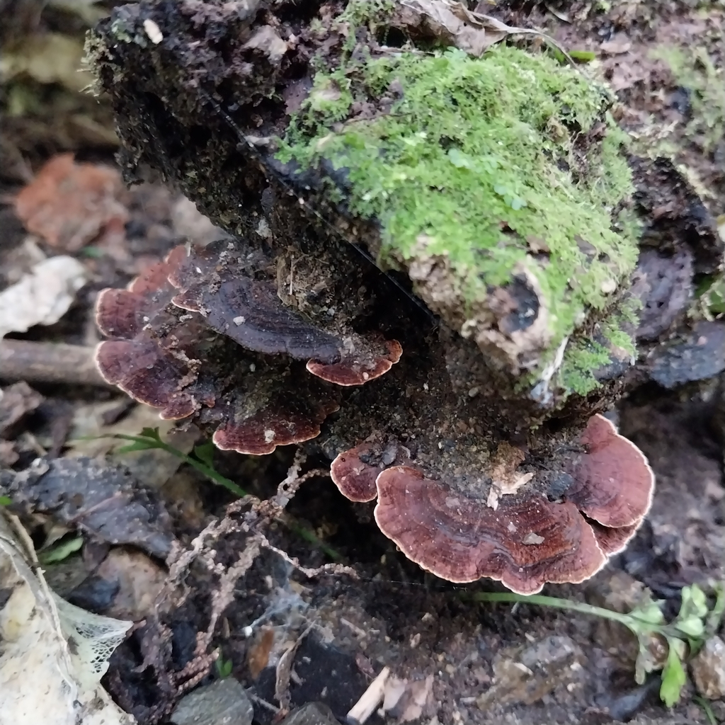 Hymenochaete microcycla · August 2025 · photo: © kiwialli (iNaturalist, cc-by)